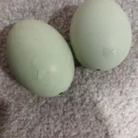 جوجه و تخم مرغ آبی و سبز (لاکنزی و امرکانا)|حیوانات مزرعه|قائمشهر, |دیوار