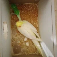 جفت عروس هلندی مولد