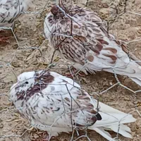 جوجه غریبگیری|پرنده|هشتگرد, ینگی امام|دیوار