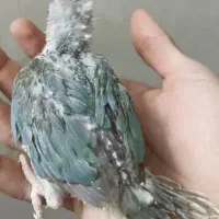 جفت زمانتی تخم وجوجه یک سالو هشت ماه|پرنده|مشهد, ابوذر|دیوار