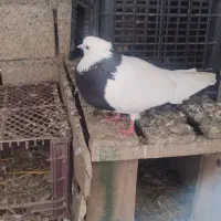 طوقی و مسافتی