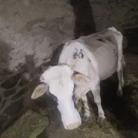 گاو گوساله هشت دیان