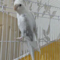 جفت عروس هلندی دوکت مولد