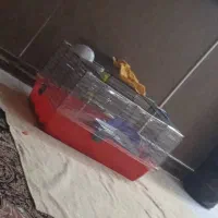 واگذاری خرگوش