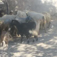 بزجوان خلج با کهره نر ومیش