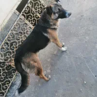 حیوان|سگ|چناران, |دیوار