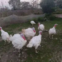 فروش گوشت بوقلمون ارگانیک به صورت تکی وعمده