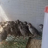 بلدرچین کوهی