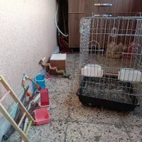 قفس عروس هلندی.کوتوله.مرغ عشق