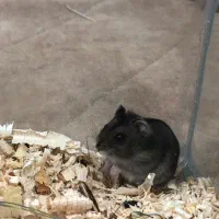 همستر دستی نژاد کپل|موش و خرگوش|گنبد کاووس, |دیوار