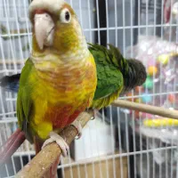 طوطی سخنگو فول رام