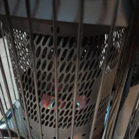 بخاری نفتی برقی ژاپنی|بخاری، هیتر، شومینه|رشت, معلم|دیوار