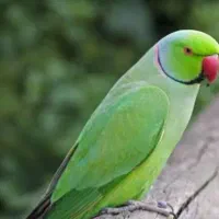 پرنده ملنگو پرواز کرده رفته