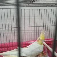 عروس|پرنده|ایذه, |دیوار