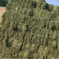 پرس یونجه چین سوم خشک و پر گل و برگ