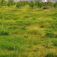 زمین-گلبهار-تهاتر-فروش-فوری