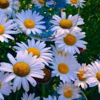 تدریس خصوصی فرانسه انگلیسی مدرس تحصیل کرده فرانسه