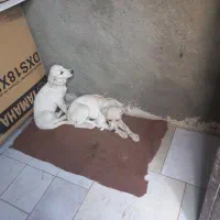 نبود جا|سگ|مشهد, ویلاشهر|دیوار