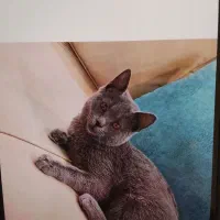 گربه ی بریتیش ماده ی بلو7ماهه قیمت 5میلیون