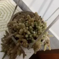 گل طبیعی زیبا|گل و گیاه طبیعی|بیرجند, |دیوار