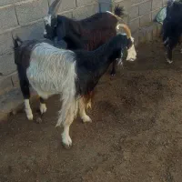 6 راس بز|حیوانات مزرعه|سیمین شهر, |دیوار