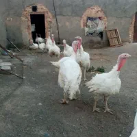 بوقلمون پروار بیوتی6زیرقیمت همه ایران
