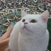 گربه بریتیش سفید