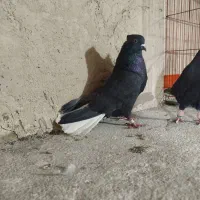 نروماده زاغ دم سفید الشتر