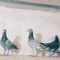 پلاکی روزگاری