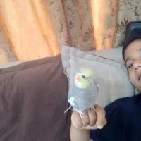 یک عددعروس هلندی سرحال وسالم|پرنده|شیراز, شهرک کوشکک|دیوار