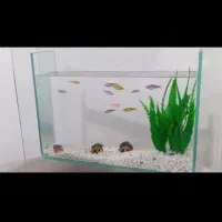 اکواریوم رو میزی