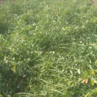 فروش علف یونجه خالص|حیوانات مزرعه|بناب, |دیوار