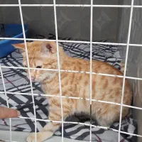 گربه  DSH|گربه|ورامین, ورامین|دیوار