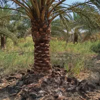 همه کارهای نخل با قیمت مناسب انجام می دهیم|خدمات باغبانی و درختکاری|شادگان, |دیوار