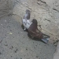کبوتر نوک ریز چشم زرد