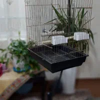 قفس سلطنتی|لوازم جانبی حیوانات|پاکدشت, پاکدشت (مامازند)|دیوار