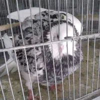 عروس هلندی سخن گو|پرنده|صدرا-فارس, فاز ۱|دیوار