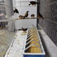 جوجه پارسون|پرنده|ری, دولت‌آباد|دیوار