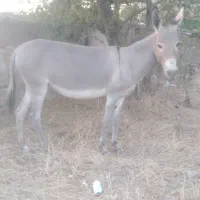 خرماده
