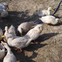 فروش اردک محلی|حیوانات مزرعه|قائم‌شهر, |دیوار