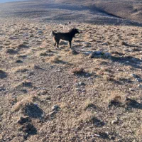 واگذاری سگ قهدرجانی|سگ|پیشخور, |دیوار