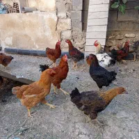 فروش خروس