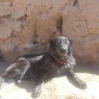 سگ.