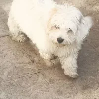 شیتزو سه ماهه