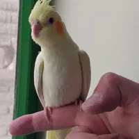 طوطی عروس هلندی اهلی