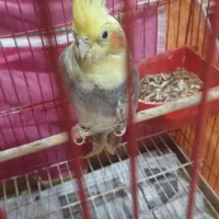 طوطی عروس ابلغ با قفس