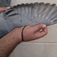 صید|پرنده|قائن, |دیوار