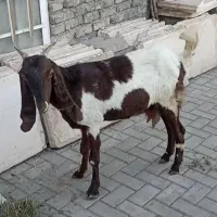 بزغاله یکساله. پاکستانی