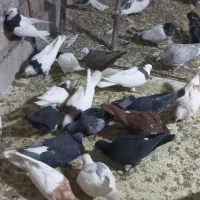 طوقی|پرنده|جوین, |دیوار