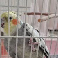 عروس هلندی باهوش و سخنگو